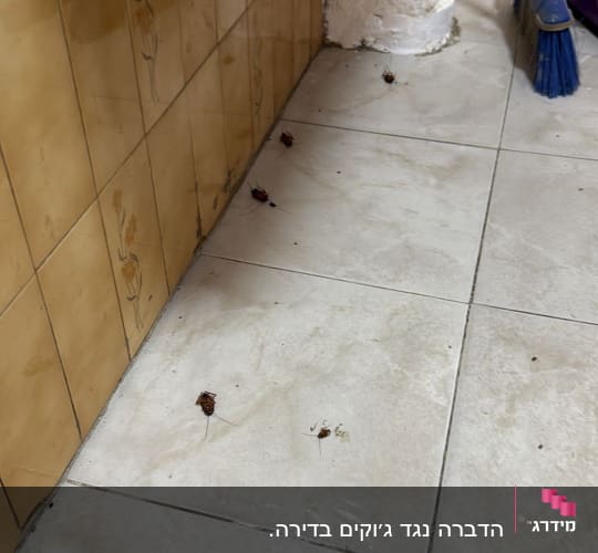 ג